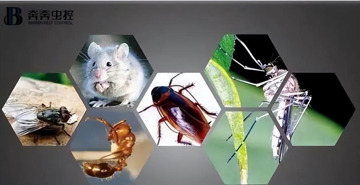 除灭四害应该怎么做？方法有哪些？