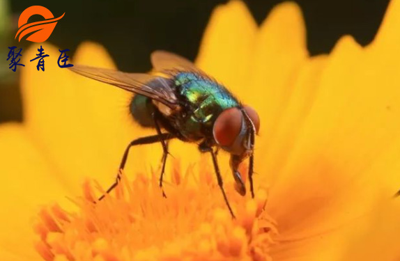 夏季烦人的苍蝇，种类你知多少