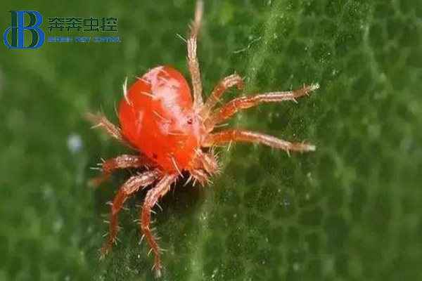 红蜘蛛防治小技巧