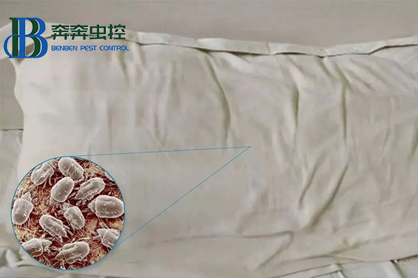 晒被子到底能不能杀死螨虫？如何除螨最有效？