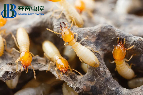 白蚁防治科普知识