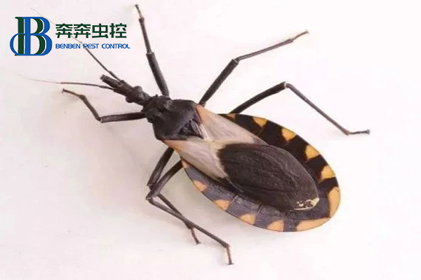 锥蝽到底是什么虫？