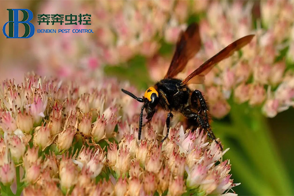 警惕胡蜂！碰到胡蜂该咋办？