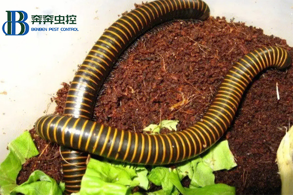 消灭马陆虫的小妙招