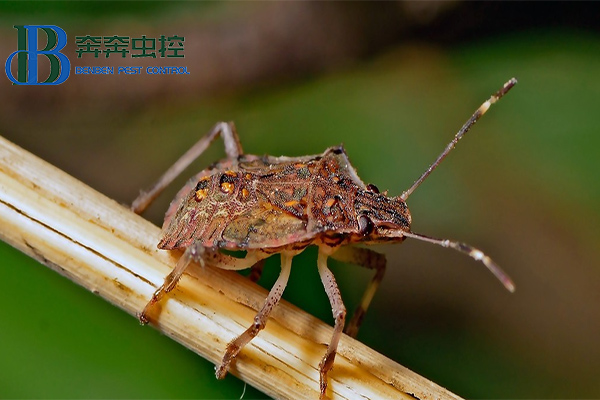 灭椿象的好方法