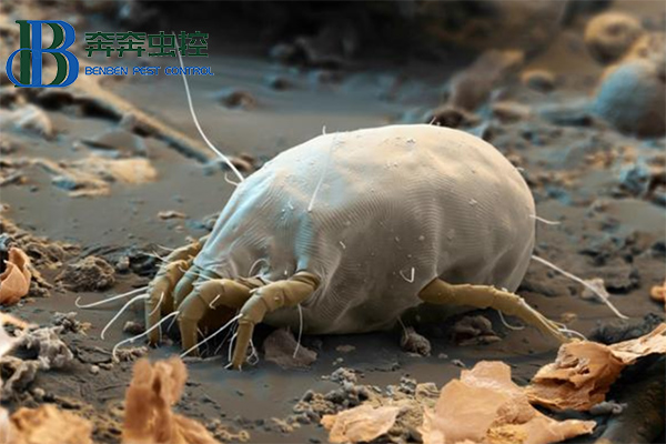 家庭如何去除螨虫