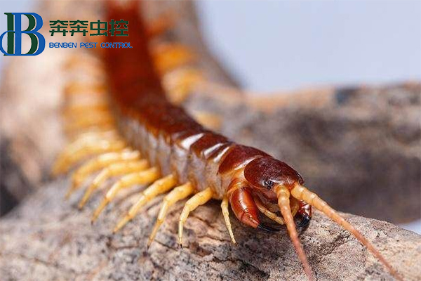 被蜈蚣咬了怎么办？