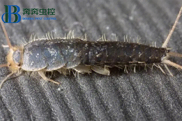 衣鱼虫怎样彻底清除？