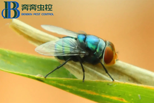 如何防治苍蝇