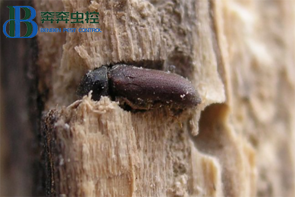 粉蠹虫对家具建材的危害
