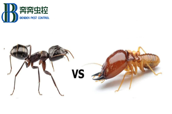 上海除虫教你如何区分家里的蚂蚁和白蚁？