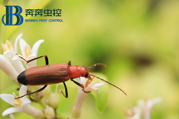 如何防治黑尾拟天牛