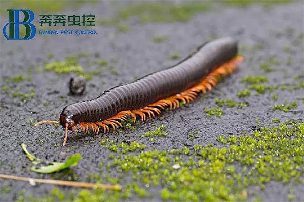 马陆虫和蜈蚣的区别