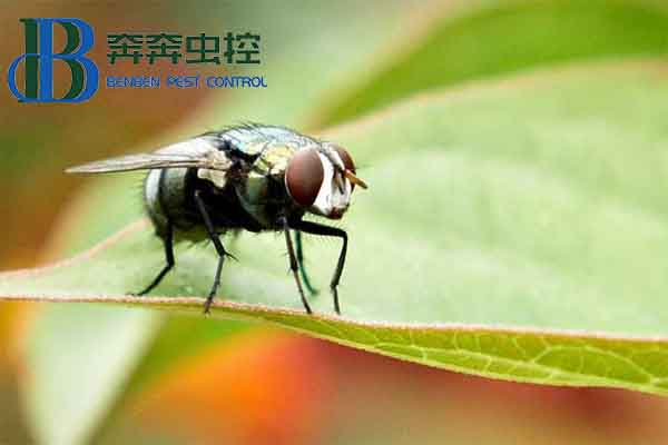 厨房苍蝇要怎么去除