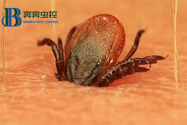 夏日注意蜱虫的侵害！