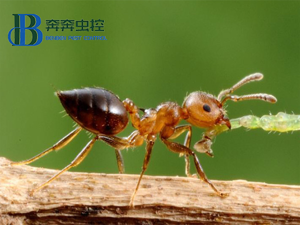 白蚁和蚂蚁的区别