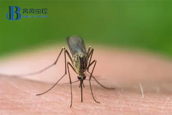 蚊子的种类及其防治