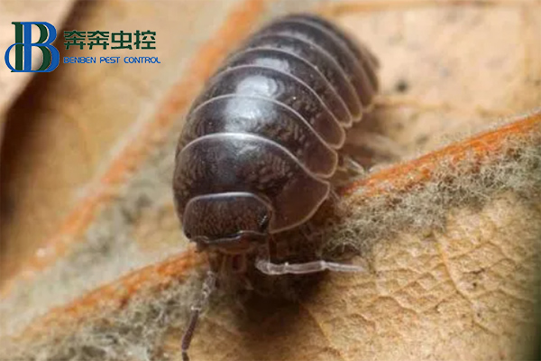 鼠妇是什么，对人有害吗？