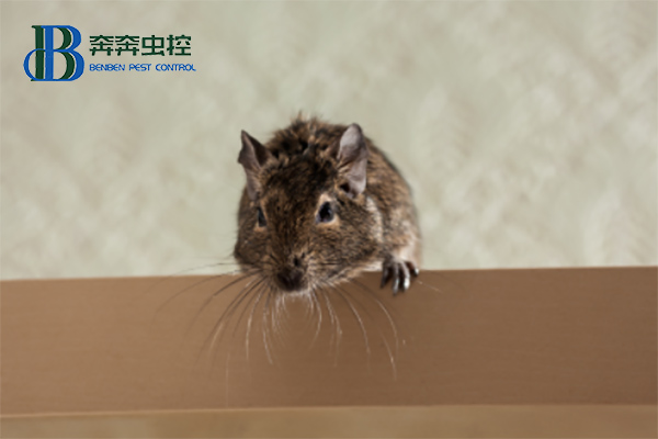 家里有老鼠入侵，家庭如何灭鼠？