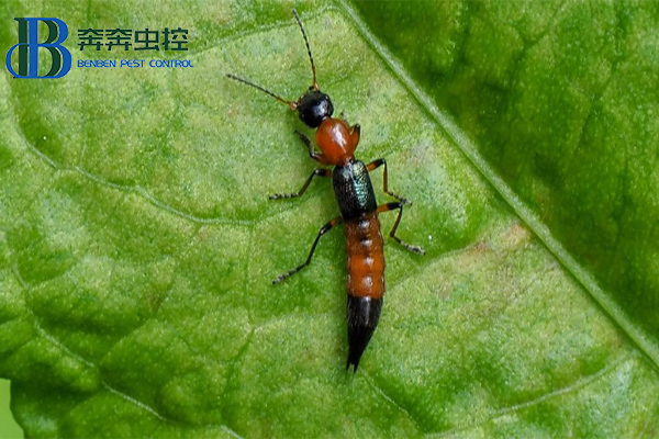 夏日蚊虫多，小心隐翅虫！