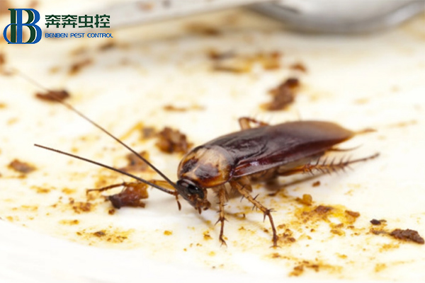 如何高效的杀灭蟑螂？