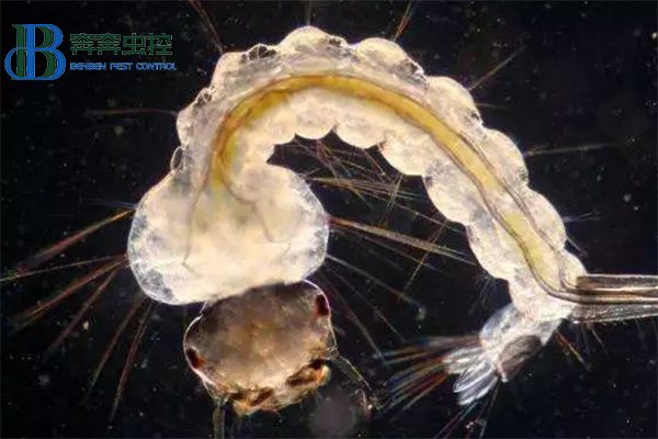 &ldquo;孑孓&rdquo;，你认识么？