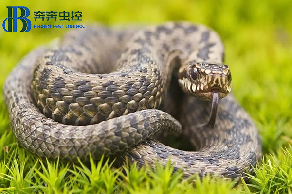 夏季蛇咬伤高发期 当心&ldquo;蛇出没&rdquo;