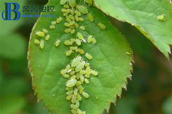 教你如何防治蚜虫，一季无蚜虫