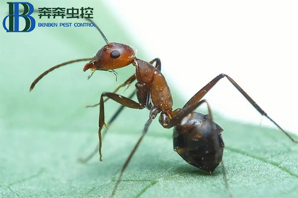 红火蚁的危害有哪些？如何防治红火蚁？