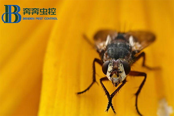 苍蝇为什么总喜欢"搓手"？