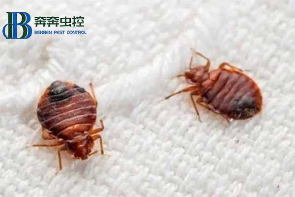 臭虫怎么防 被叮咬后怎么办？