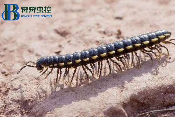 消除马陆虫的小妙招