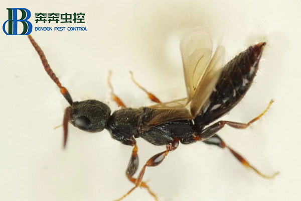 如何灭肿腿蜂？