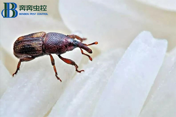 米象出没，如何防治？