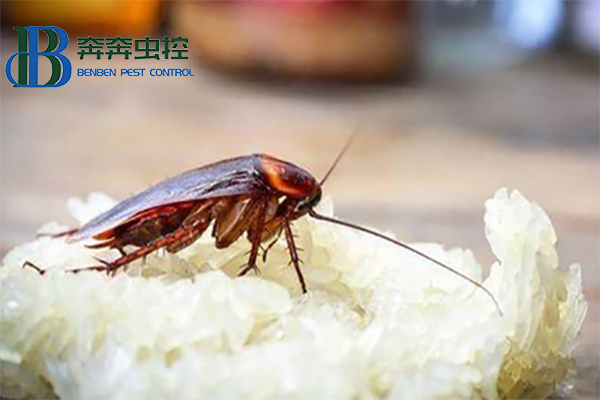 蟑螂这么强，怎样才能彻底消灭蟑螂？