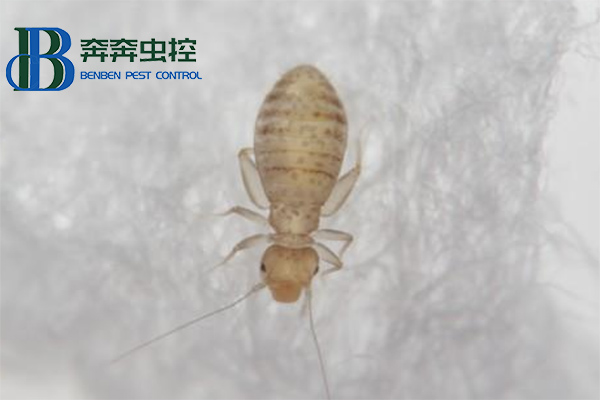 家里有书虱，应该怎么消灭干净？