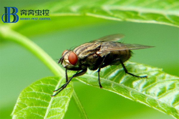 ?消灭苍蝇，你知道有多少招吗？