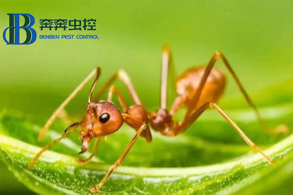 小黄家蚁如何消灭