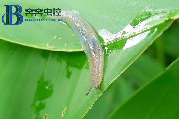 雨后蛞蝓出没，防治有妙招！