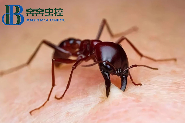 红火蚁有多可怕？如何防治！