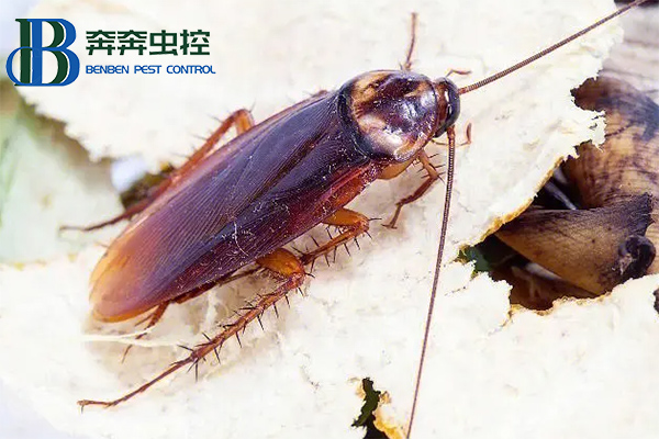如何高效的杀灭蟑螂？
