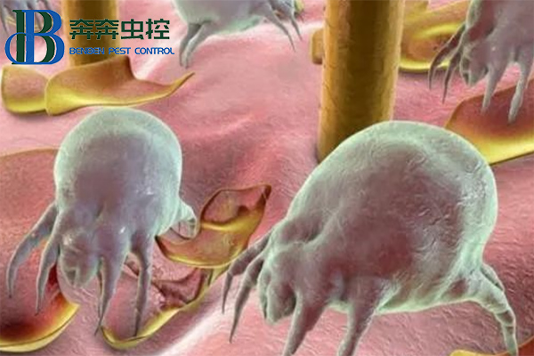 尘螨的家庭预防