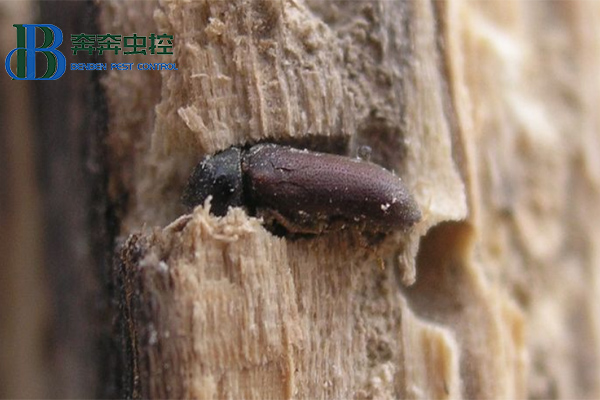 家里木材上发现粉蠹虫怎么办？