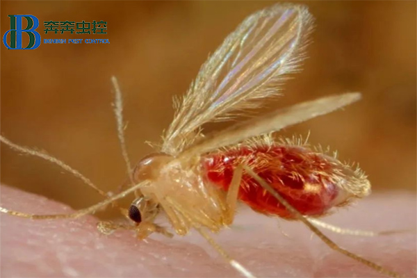 白蛉，吸血小恶魔