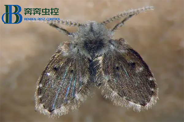 下水道蛾蠓幼虫长什么样？蛾蠓怎么消灭？