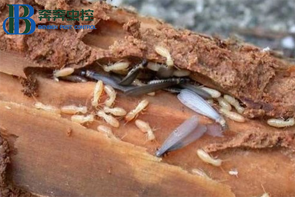 白蚁来了，如何防治？