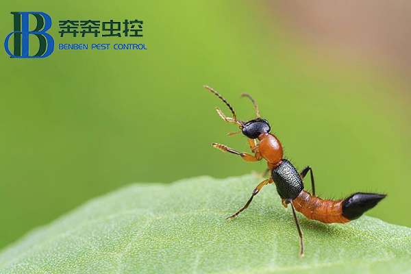 夏日蚊虫多，小心隐翅虫！