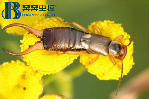 驱除蠼螋的小妙招