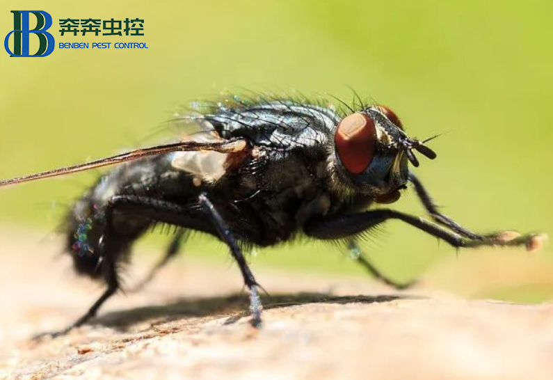 苍蝇乱飞怎么驱赶？