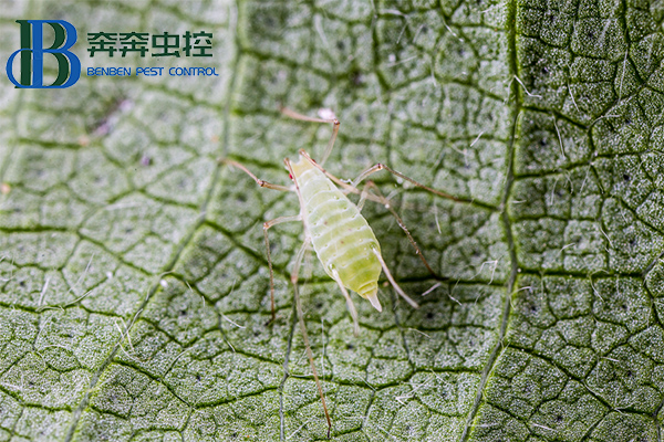 防治蚜虫的好办法